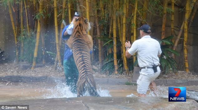 Εικόνες-ΣΟΚ: Τίγρης δάγκωσε εκπαιδευτή στο λαιμό