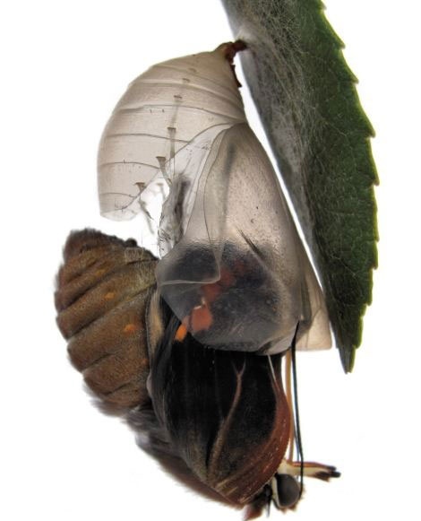 Μοναδικές εικόνες: Καρέ καρέ η «γέννηση» μιας πεταλούδας