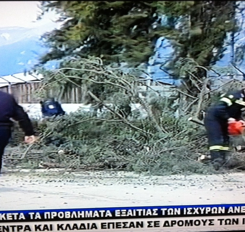 Γιάννενα: Δέντρο έπεσε πάνω σε φορτηγό (pics)