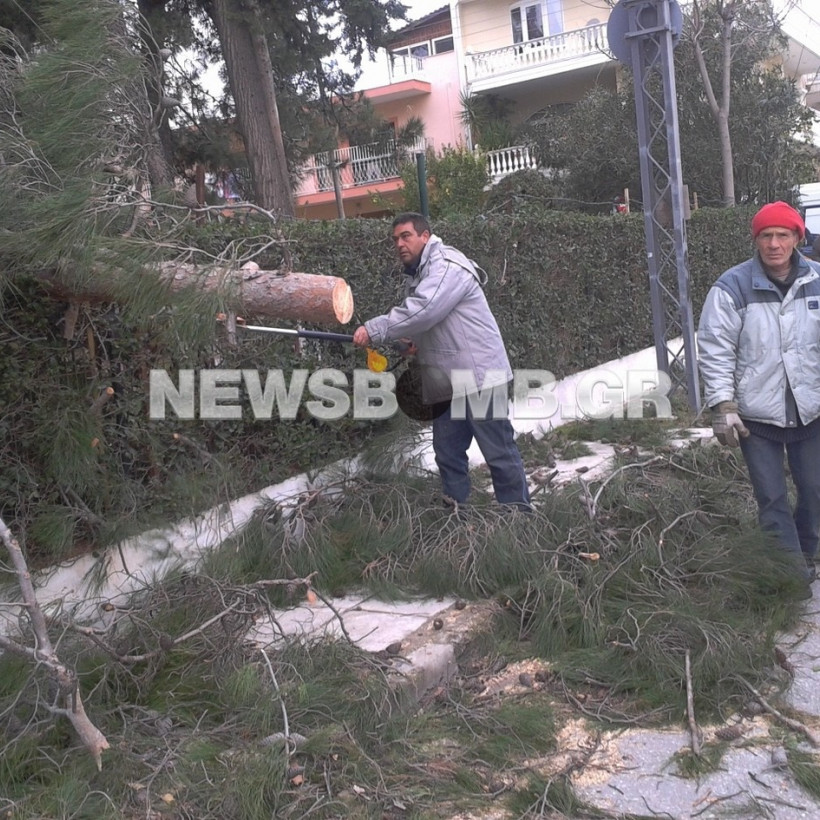 Μενίδι: Δένδρο καταπλάκωσε αυτοκίνητα (pics+vid)