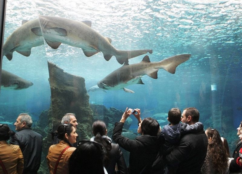 Έκαναν Θεοφάνεια... στο βυθό! (pics)