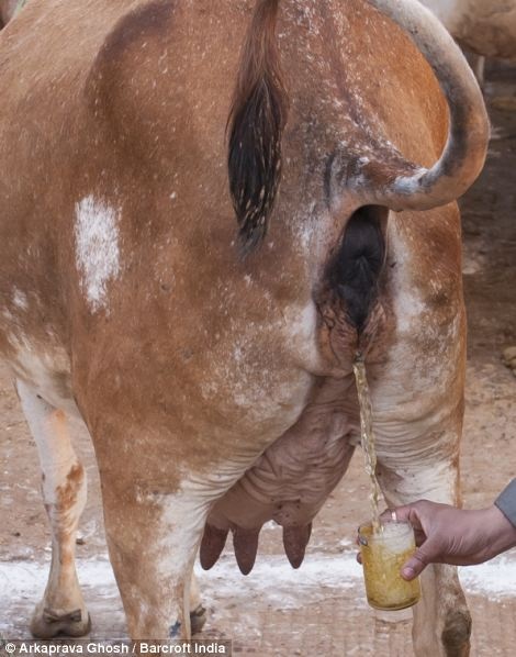 Ινδοί πίνουν ούρα παρθένας αγελάδας για να έχουν την υγειά τους!