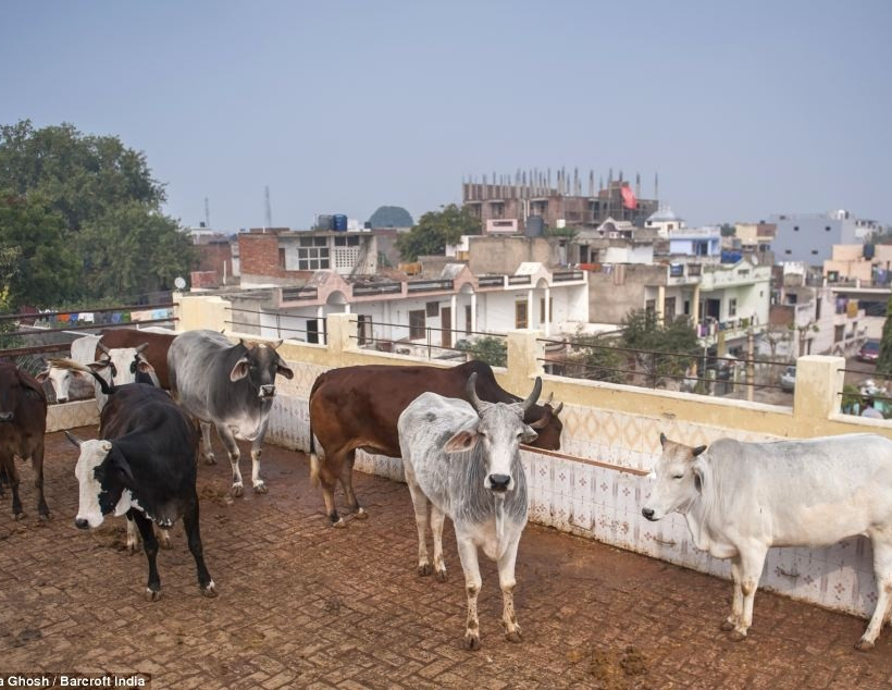 Ινδοί πίνουν ούρα παρθένας αγελάδας για να έχουν την υγειά τους!