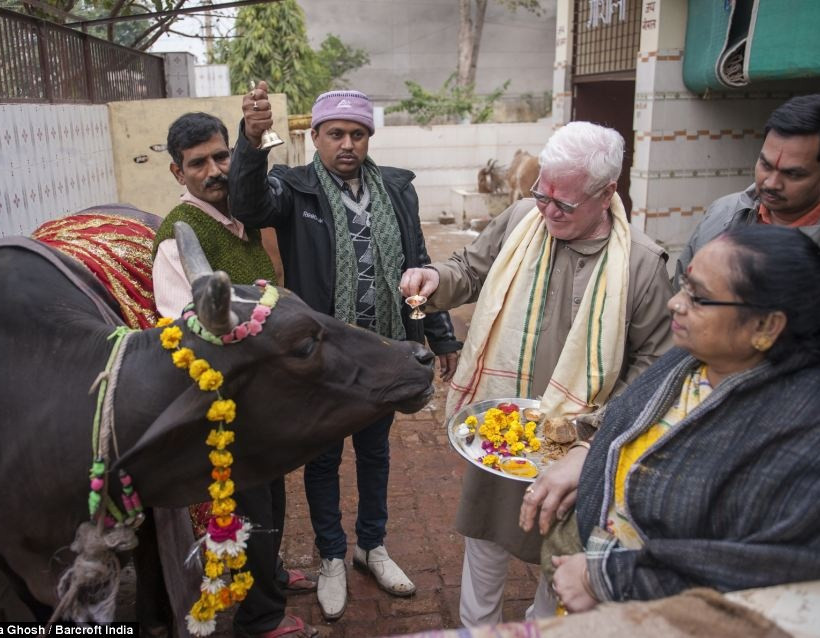 Ινδοί πίνουν ούρα παρθένας αγελάδας για να έχουν την υγειά τους!