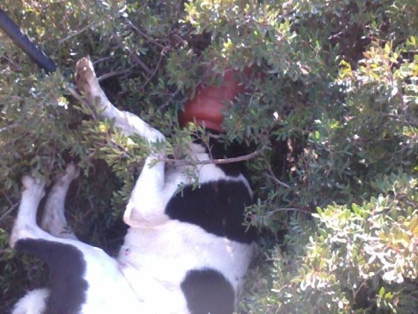 Λαμία: Δείτε που σφήνωσε το κεφάλι του σκύλου (pics)