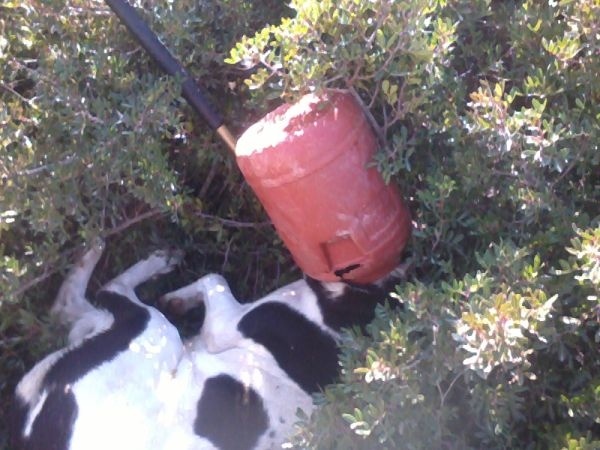 Λαμία: Δείτε που σφήνωσε το κεφάλι του σκύλου (pics)