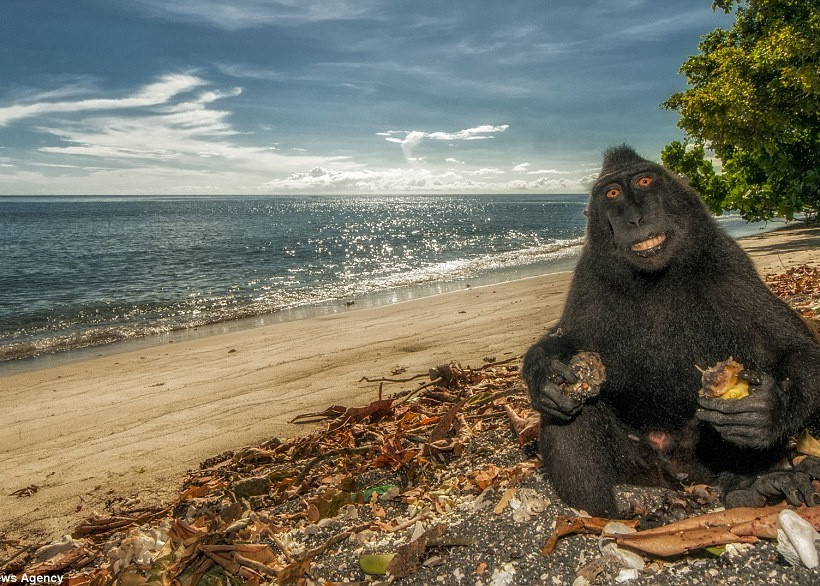 Απίθανες μαϊμούδες ποζάρουν στο φακό! (photos)