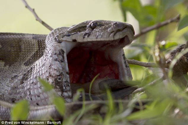 Απίστευτες φωτογραφίες: Πύθωνας καταπίνει ολόκληρη μια... 