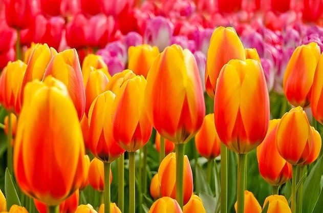 Δείτε φωτογραφίες από το μεγαλύτερο κήπο