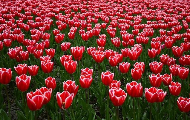 Δείτε φωτογραφίες από το μεγαλύτερο κήπο