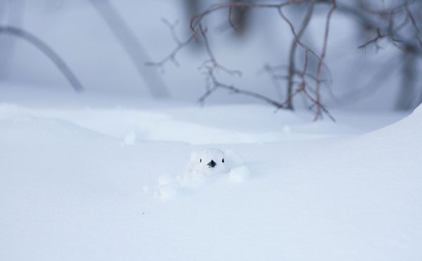 Ζώα ποζάρουν σε χειμωνιάτικα τοπία!
