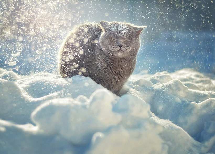 Ζώα ποζάρουν σε χειμωνιάτικα τοπία!