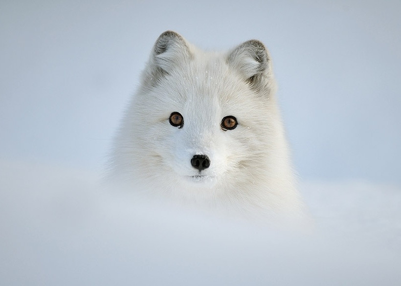 Ζώα ποζάρουν σε χειμωνιάτικα τοπία!