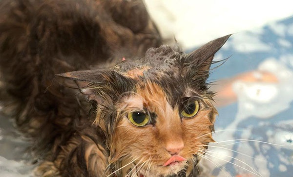 Σαν… βρεγμένη γάτα!