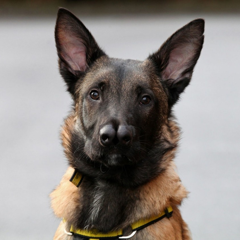 Ο σκύλος με τις... δυο μύτες που ξετρέλανε το διαδίκτυο!