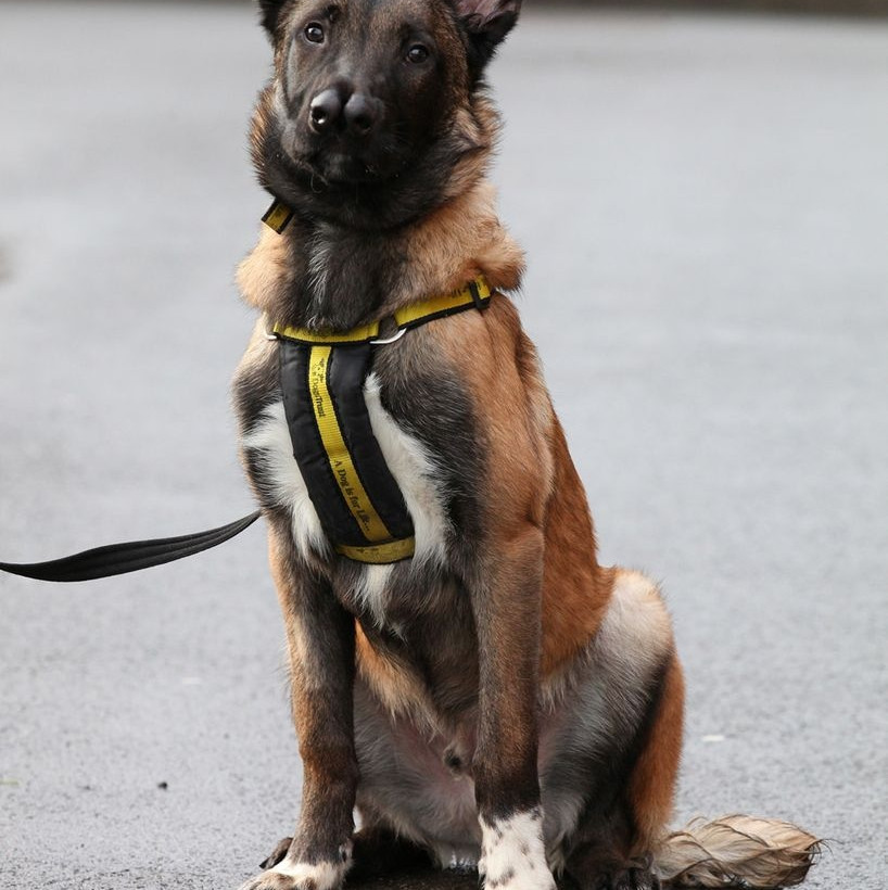 Ο σκύλος με τις... δυο μύτες που ξετρέλανε το διαδίκτυο!