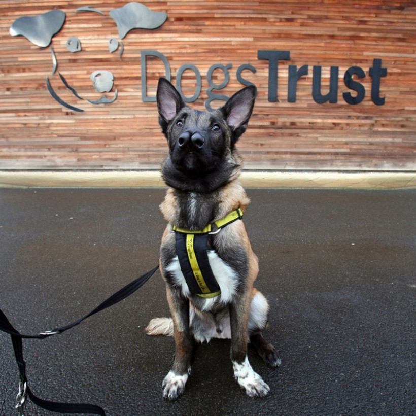 Ο σκύλος με τις... δυο μύτες που ξετρέλανε το διαδίκτυο!