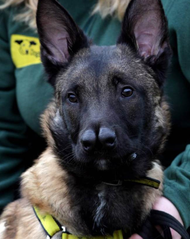 Ο σκύλος με τις... δυο μύτες που ξετρέλανε το διαδίκτυο!