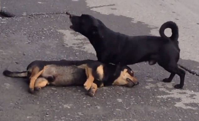 Συγκλονιστικό βίντεο: Σκύλος προσπαθεί να ξυπνήσει τον νεκρό φίλο του 