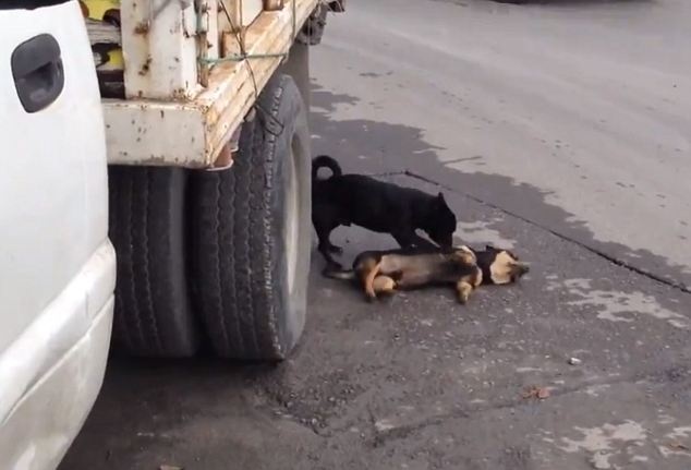 Συγκλονιστικό βίντεο: Σκύλος προσπαθεί να ξυπνήσει τον νεκρό φίλο του 