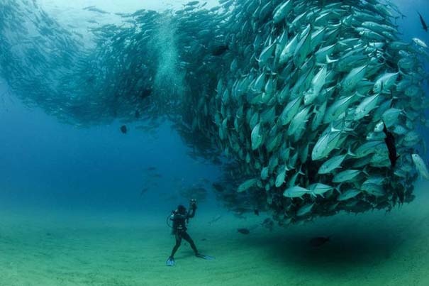 Δείτε έναν τυφώνα από ψάρια (pics)
