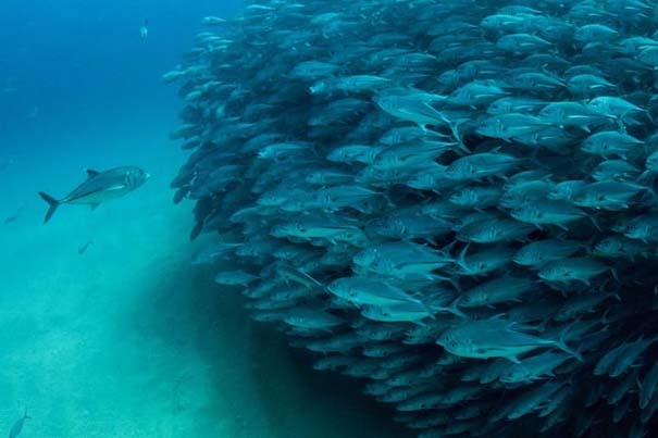 Δείτε έναν τυφώνα από ψάρια (pics)