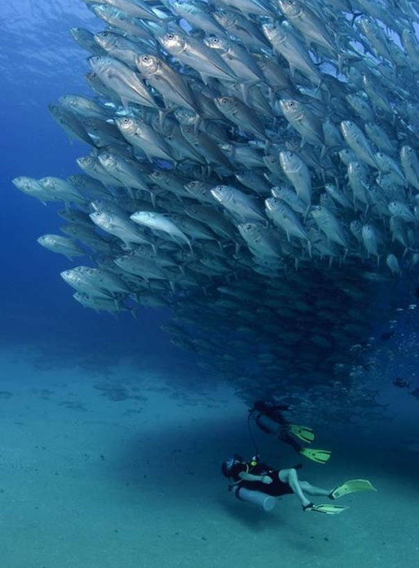 Δείτε έναν τυφώνα από ψάρια (pics)