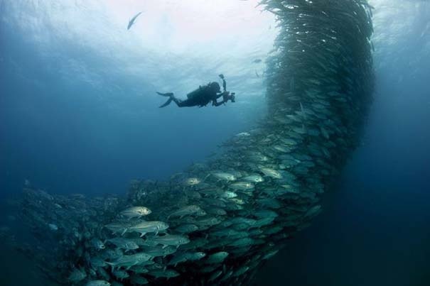 Δείτε έναν τυφώνα από ψάρια (pics)