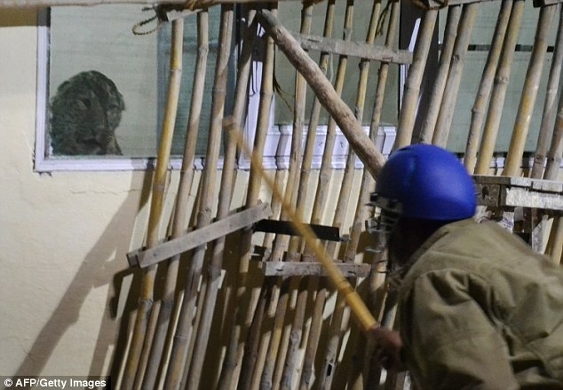 Λεοπάρδαλη μπούκαρε σε νοσοκομείο και κινηματογράφο (pics)  