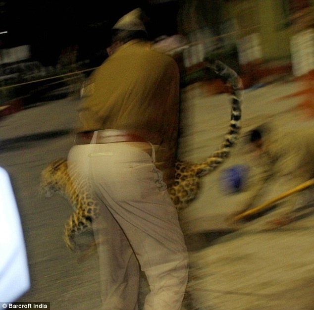 Λεοπάρδαλη μπούκαρε σε νοσοκομείο και κινηματογράφο (pics)  