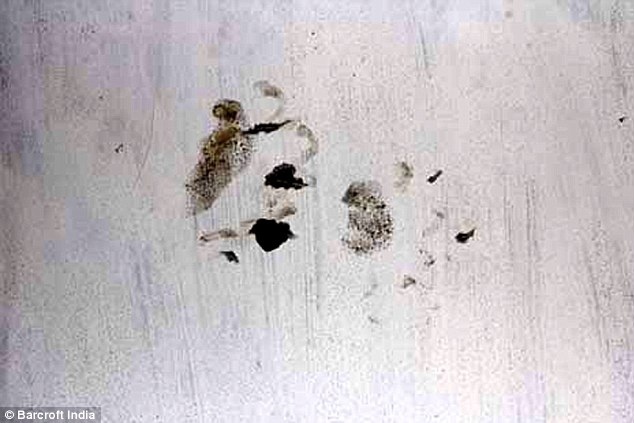 Λεοπάρδαλη μπούκαρε σε νοσοκομείο και κινηματογράφο (pics)  