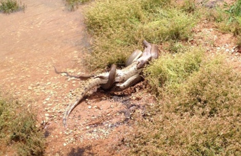 Απίστευτες εικόνες: Πύθωνας καταπίνει ολόκληρο έναν... 