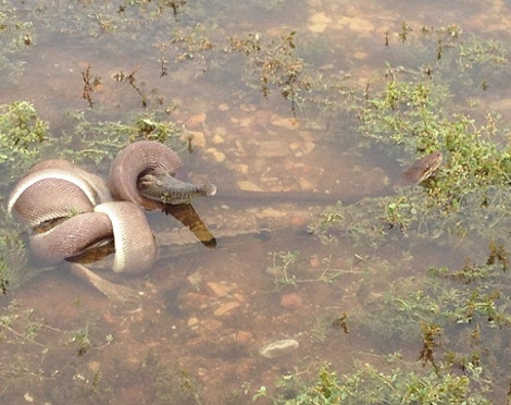 Απίστευτες εικόνες: Πύθωνας καταπίνει ολόκληρο έναν... 