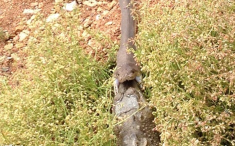 Απίστευτες εικόνες: Πύθωνας καταπίνει ολόκληρο έναν... 