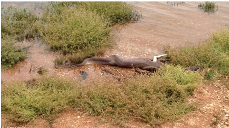 Απίστευτες εικόνες: Πύθωνας καταπίνει ολόκληρο έναν... 