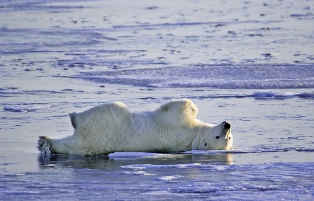 ΑΠΙΣΤΕΥΤΟ: Πολική αρκούδα κάνει... γυμναστική (photos)