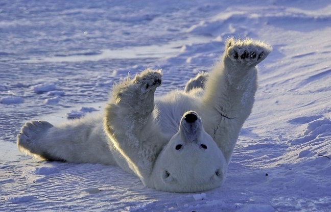 ΑΠΙΣΤΕΥΤΟ: Πολική αρκούδα κάνει... γυμναστική (photos)