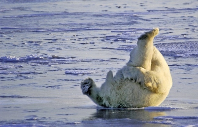 ΑΠΙΣΤΕΥΤΟ: Πολική αρκούδα κάνει... γυμναστική (photos)