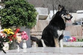 Τα 10 διασημότερα σκυλιά όλων των εποχών