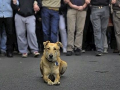 Τα 10 διασημότερα σκυλιά όλων των εποχών