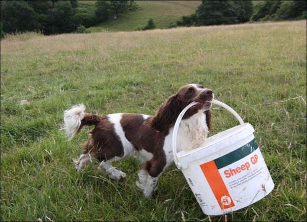 Το τσοπανόσκυλο που ταΐζει τα αρνάκια στο στόμα (photos)