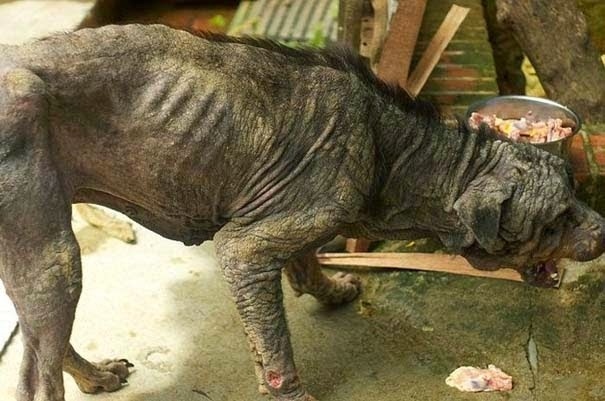 Η απίστευτη μεταμόρφωση ενός σκύλου (pics)