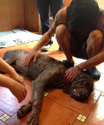 Η απίστευτη μεταμόρφωση ενός σκύλου (pics)