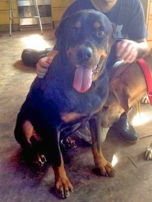 Η απίστευτη μεταμόρφωση ενός σκύλου (pics)