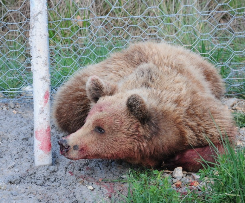 Εγνατία Οδός: Η πρώτη νεκρή αρκούδα σε τροχαίο για το 2014 (pics)