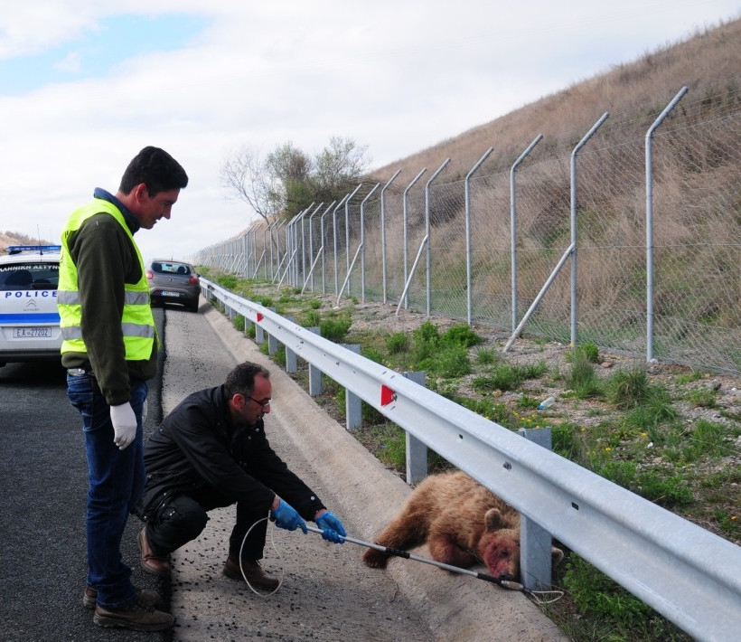 Εγνατία Οδός: Η πρώτη νεκρή αρκούδα σε τροχαίο για το 2014 (pics)