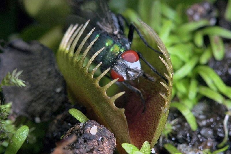 Σαρκοφάγα φυτά την ώρα του γεύματος! (video+photos) 