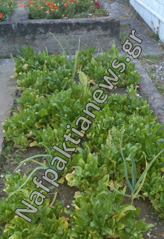 Έφτιαξαν «μποστάνι» μέσα στο... νεκροταφείο (pics)