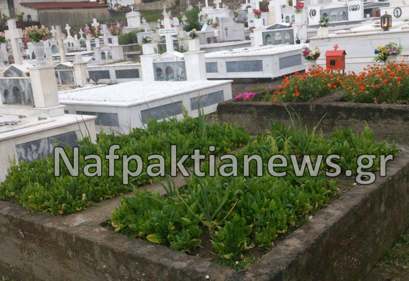 Έφτιαξαν «μποστάνι» μέσα στο... νεκροταφείο (pics)
