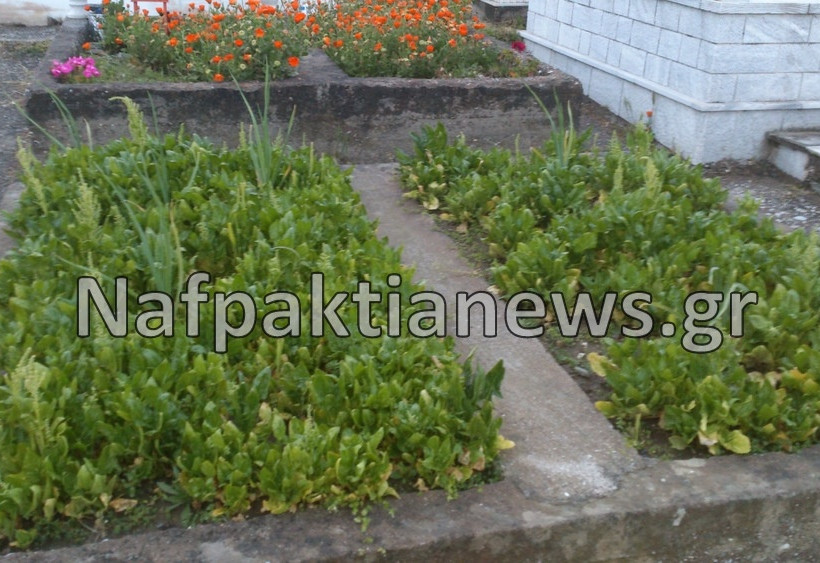 Έφτιαξαν «μποστάνι» μέσα στο... νεκροταφείο (pics)